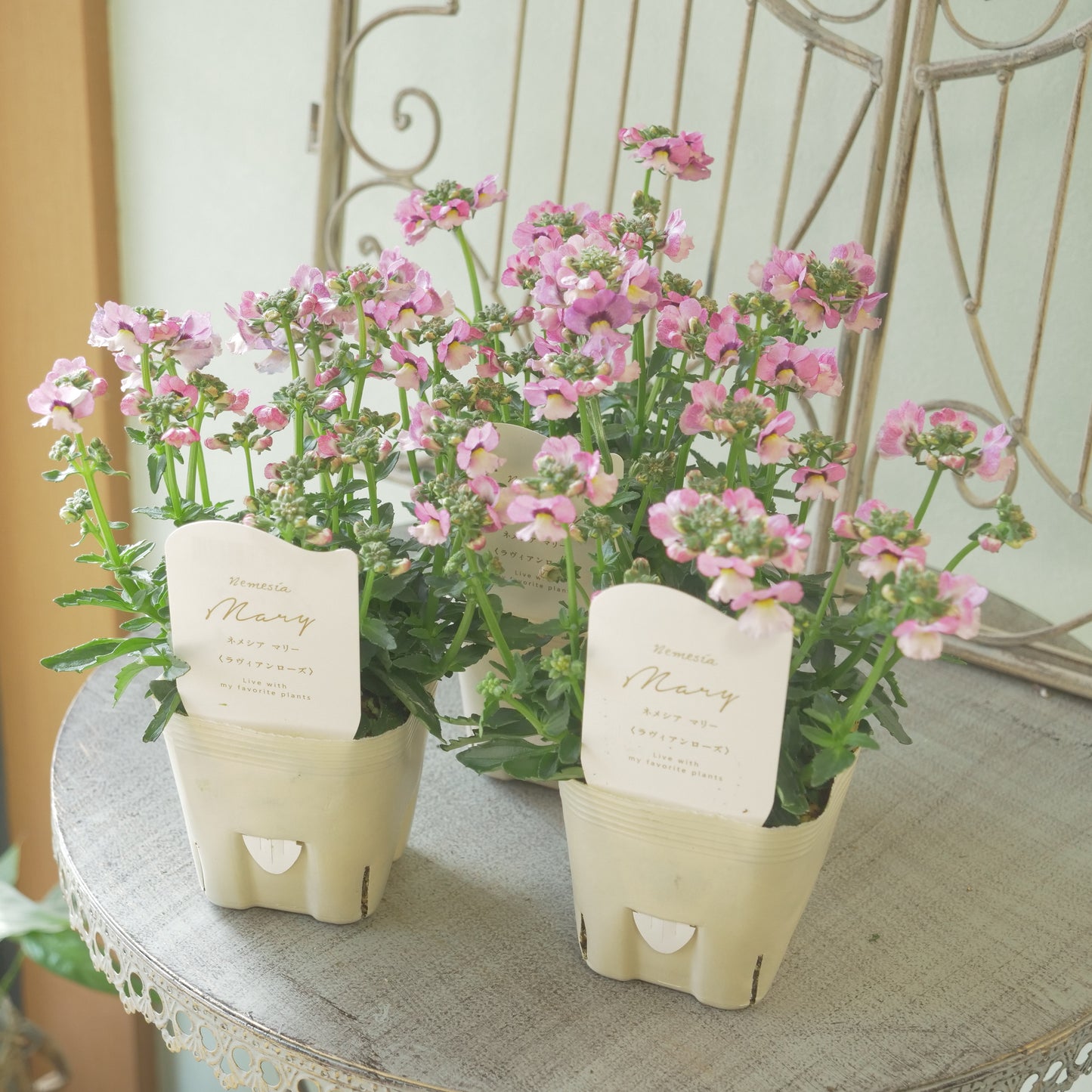 花芳さんのオリジナルネメシア【ラヴィアンローズ】寄せ植えに使いやすい、2株仕立て