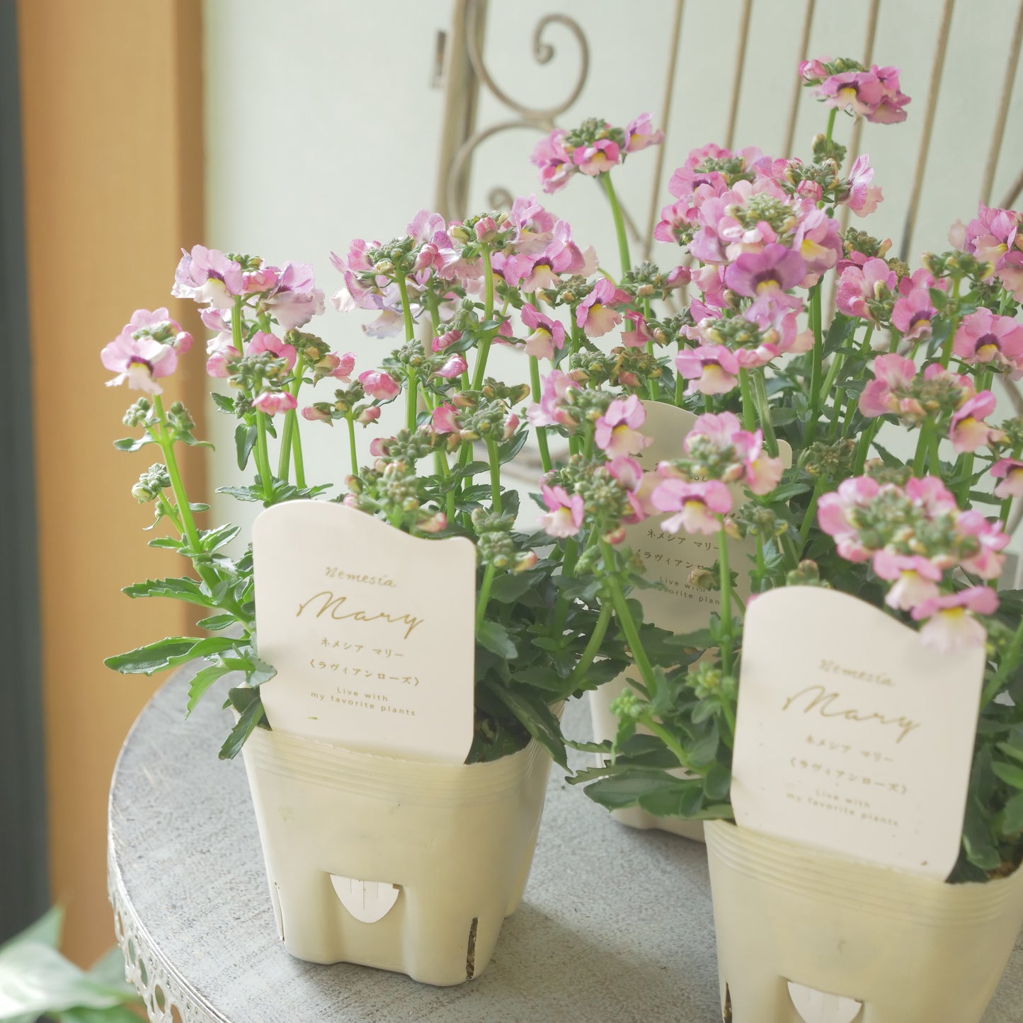 花芳さんのオリジナルネメシア【ラヴィアンローズ】寄せ植えに使いやすい、2株仕立て