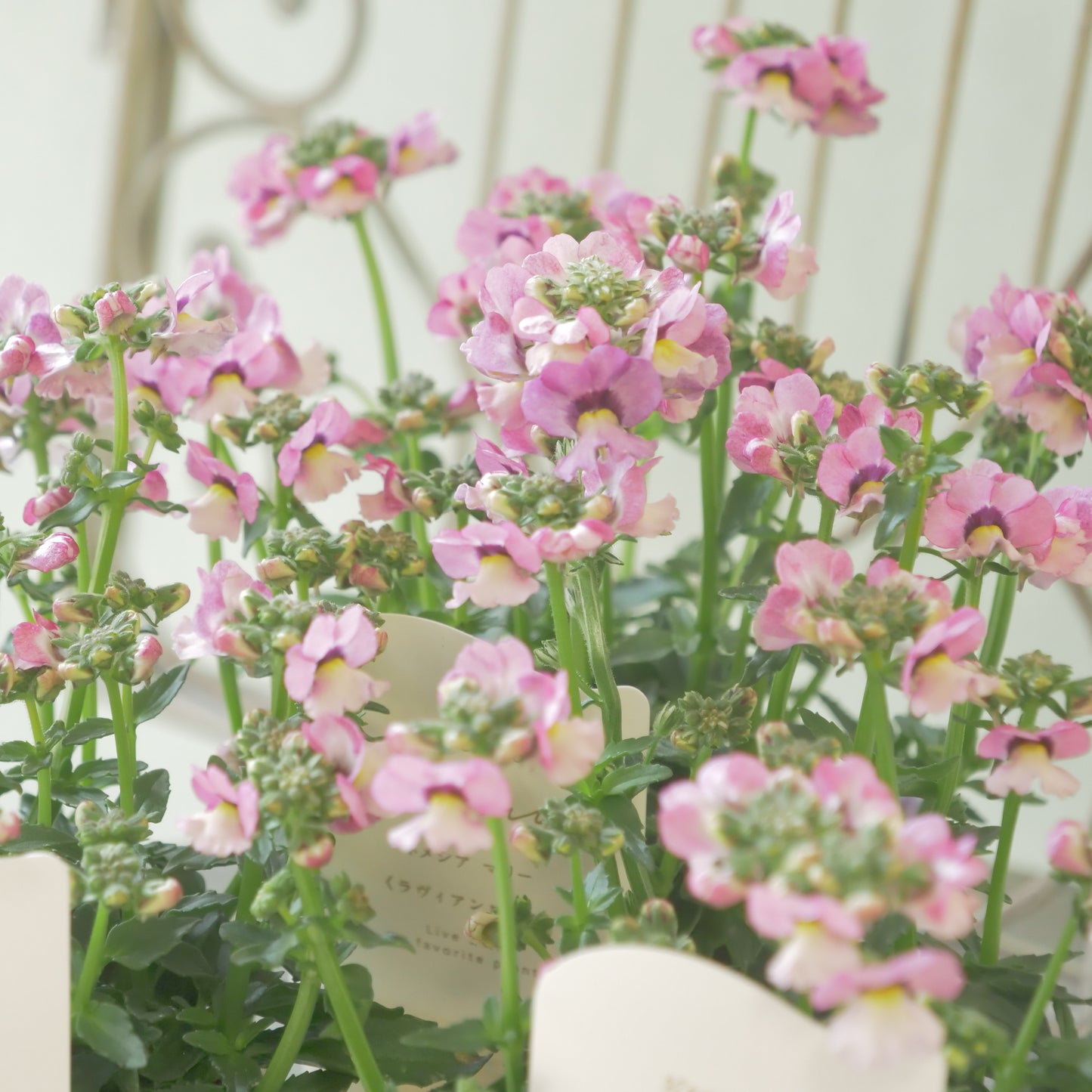 花芳さんのオリジナルネメシア【ラヴィアンローズ】寄せ植えに使いやすい、2株仕立て