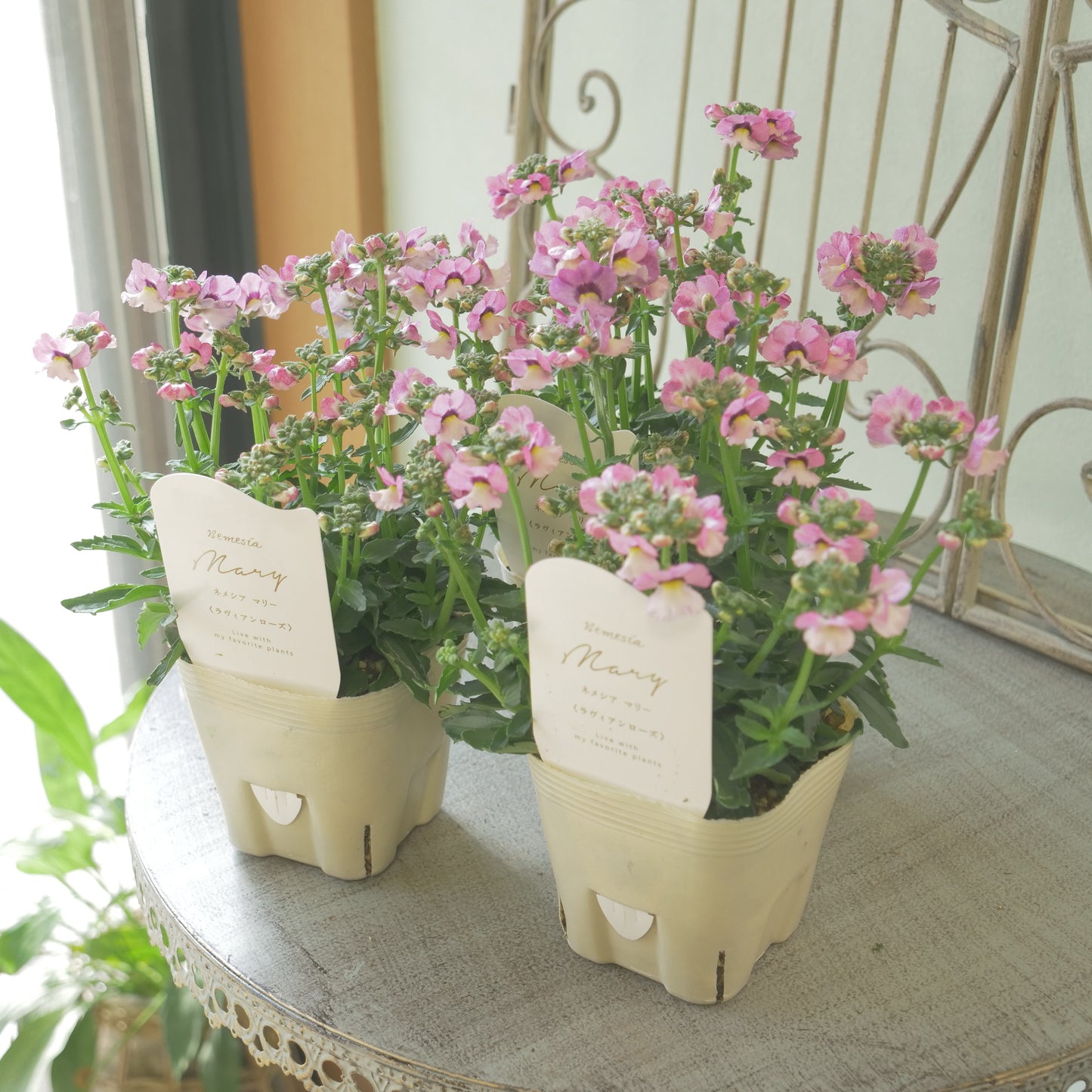 花芳さんのオリジナルネメシア【ラヴィアンローズ】寄せ植えに使いやすい、2株仕立て