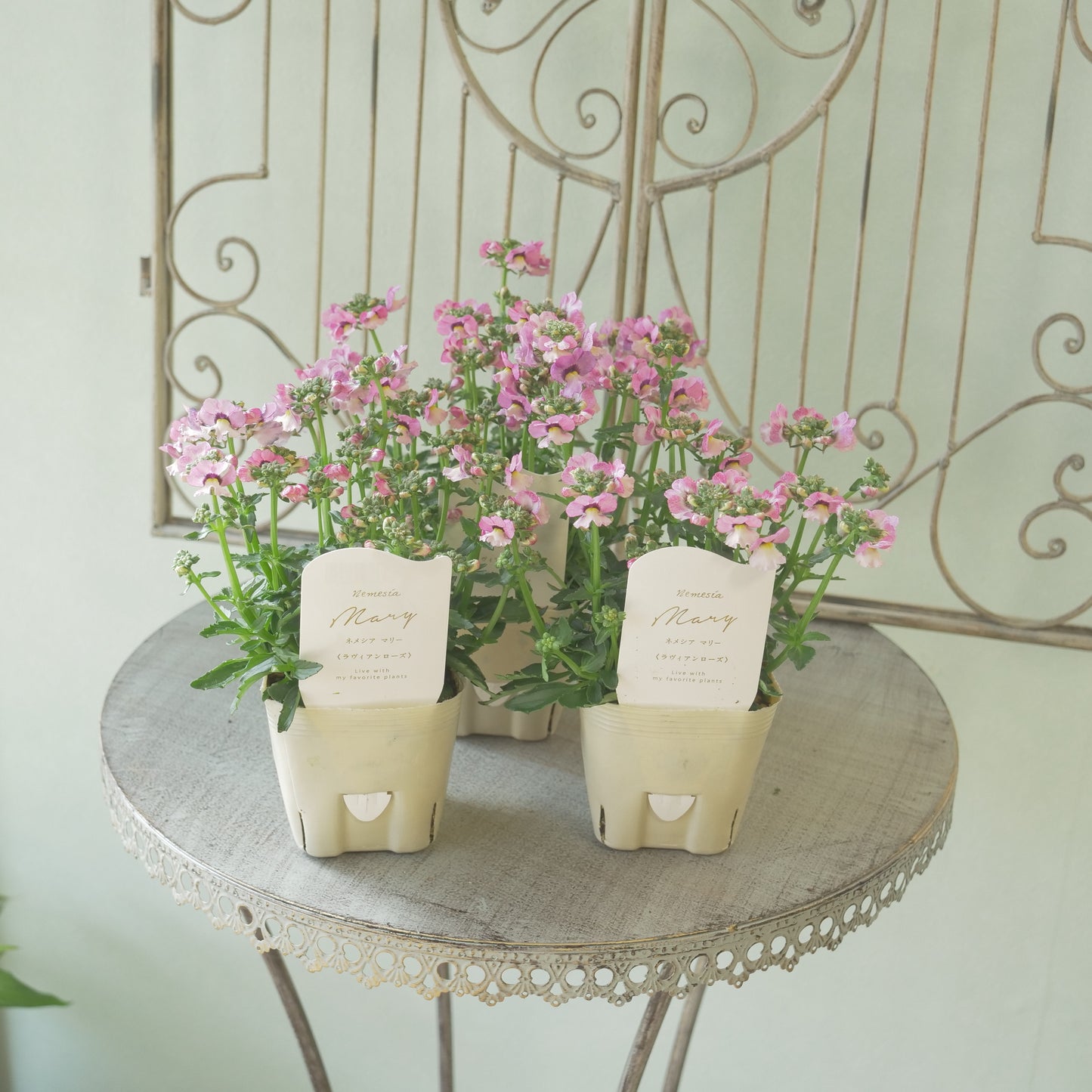 花芳さんのオリジナルネメシア【ラヴィアンローズ】寄せ植えに使いやすい、2株仕立て