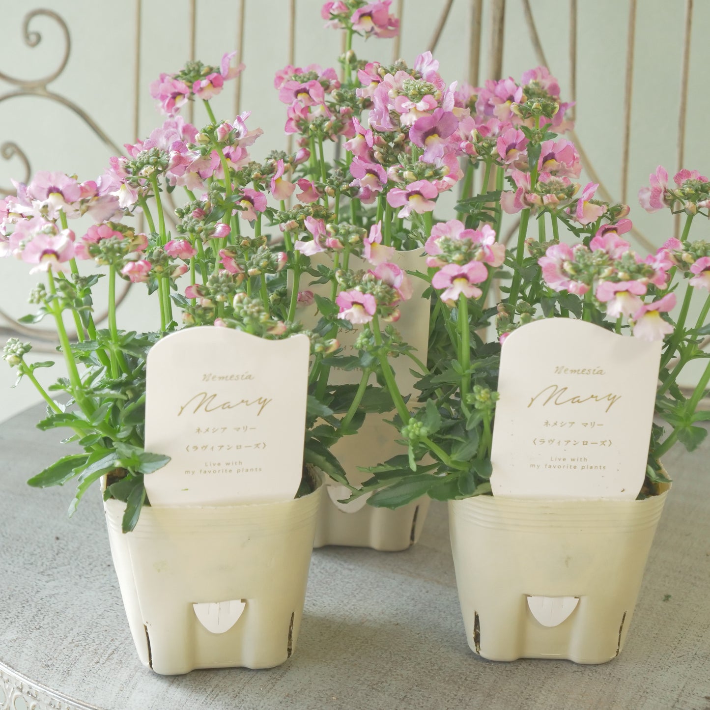 花芳さんのオリジナルネメシア【ラヴィアンローズ】寄せ植えに使いやすい、2株仕立て