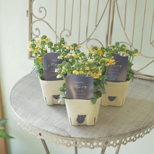 花芳さんのオリジナルネメシア【マリブオレンジ】寄せ植えに使いやすい、2株仕立て