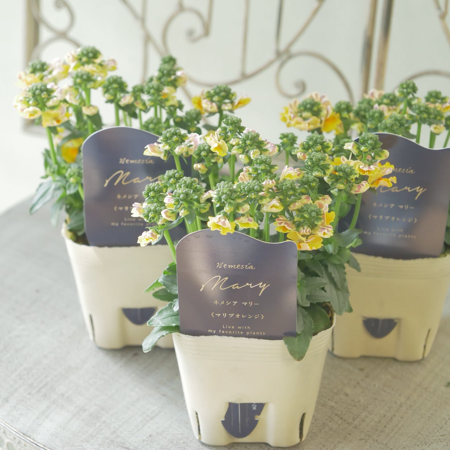 花芳さんのオリジナルネメシア【マリブオレンジ】寄せ植えに使いやすい、2株仕立て