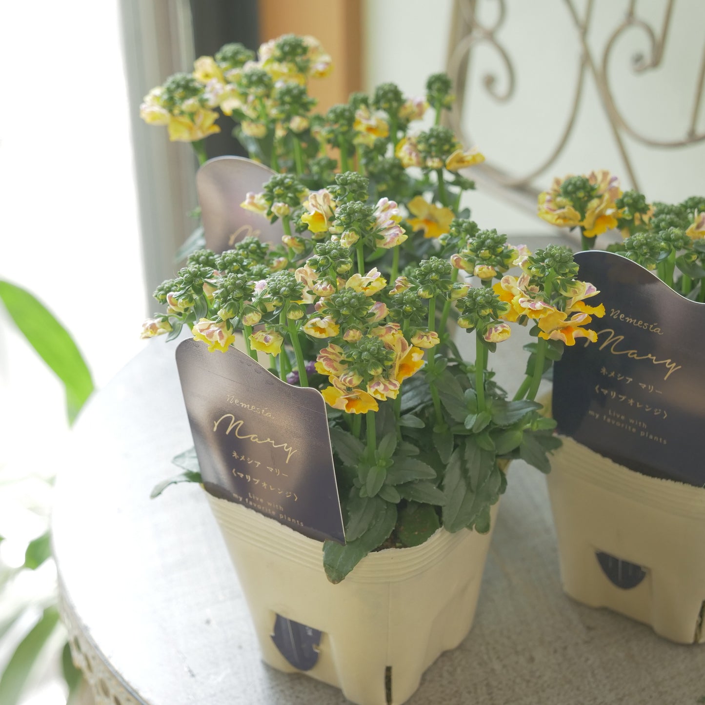 花芳さんのオリジナルネメシア【マリブオレンジ】寄せ植えに使いやすい、2株仕立て
