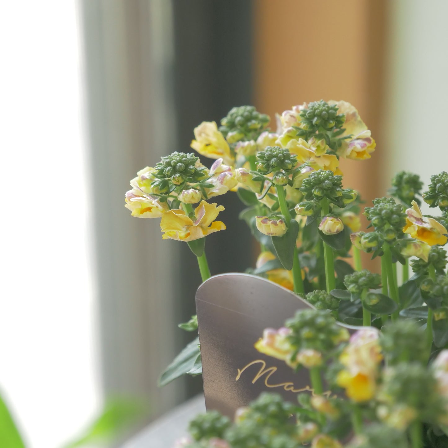 花芳さんのオリジナルネメシア【マリブオレンジ】寄せ植えに使いやすい、2株仕立て