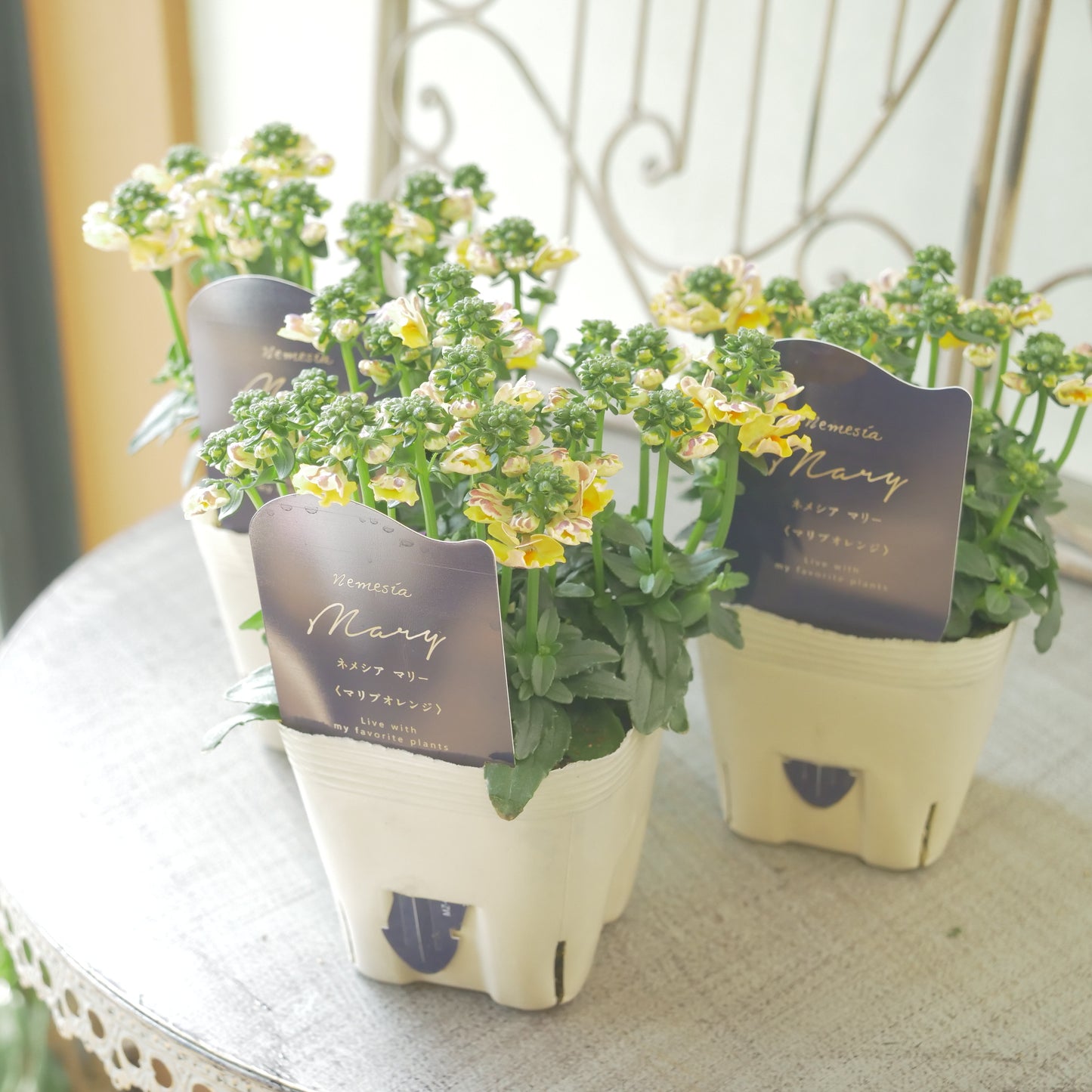 花芳さんのオリジナルネメシア【マリブオレンジ】寄せ植えに使いやすい、2株仕立て