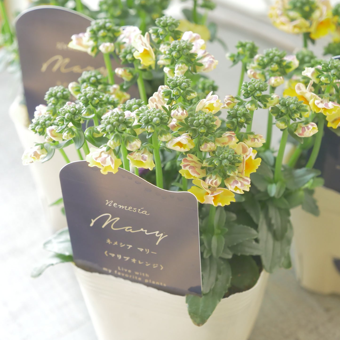 花芳さんのオリジナルネメシア【マリブオレンジ】寄せ植えに使いやすい、2株仕立て