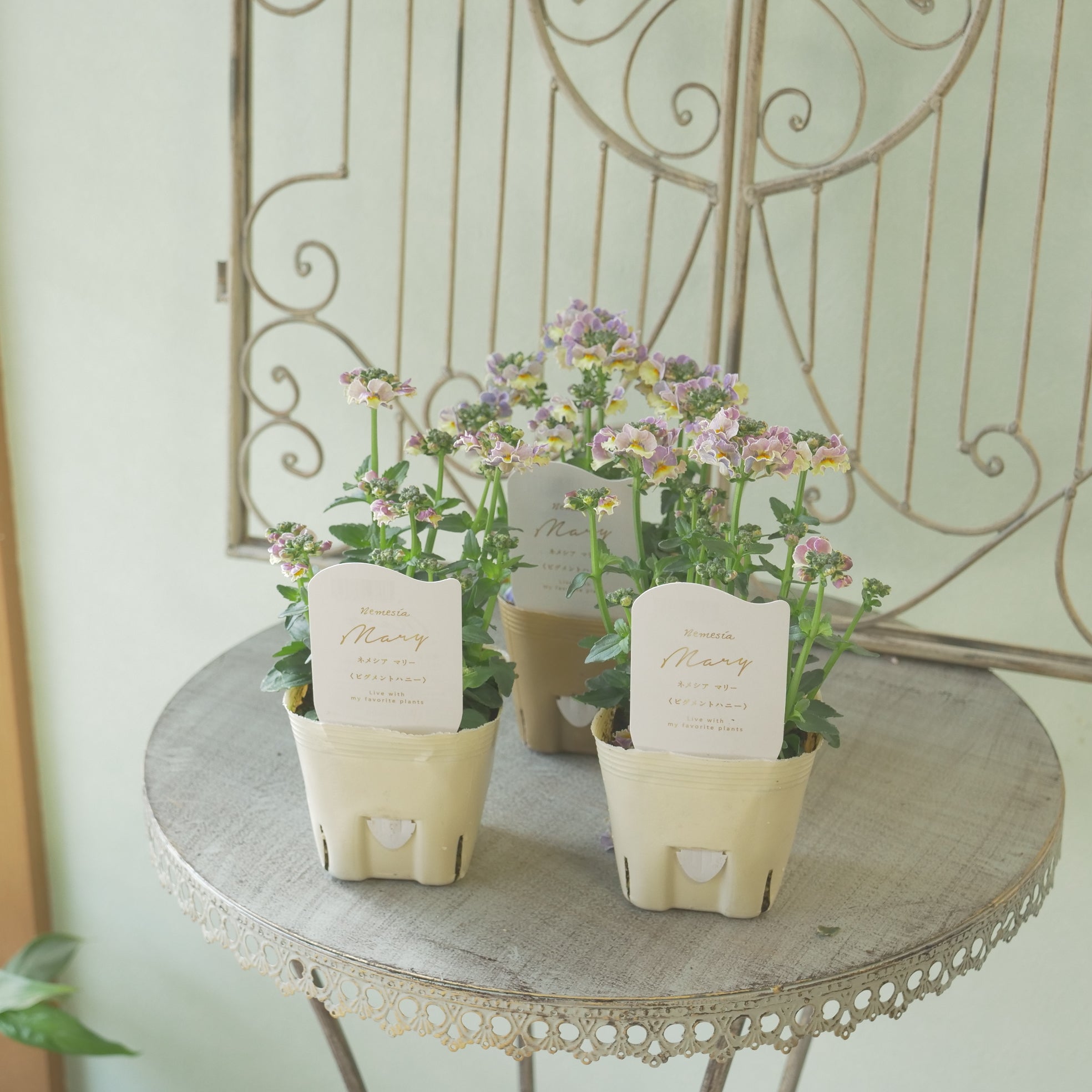 花苗、リーフ苗 – flower magic