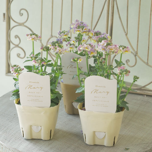 花芳さんのオリジナルネメシア【ピグメントハニー】寄せ植えに使いやすい、2株仕立て