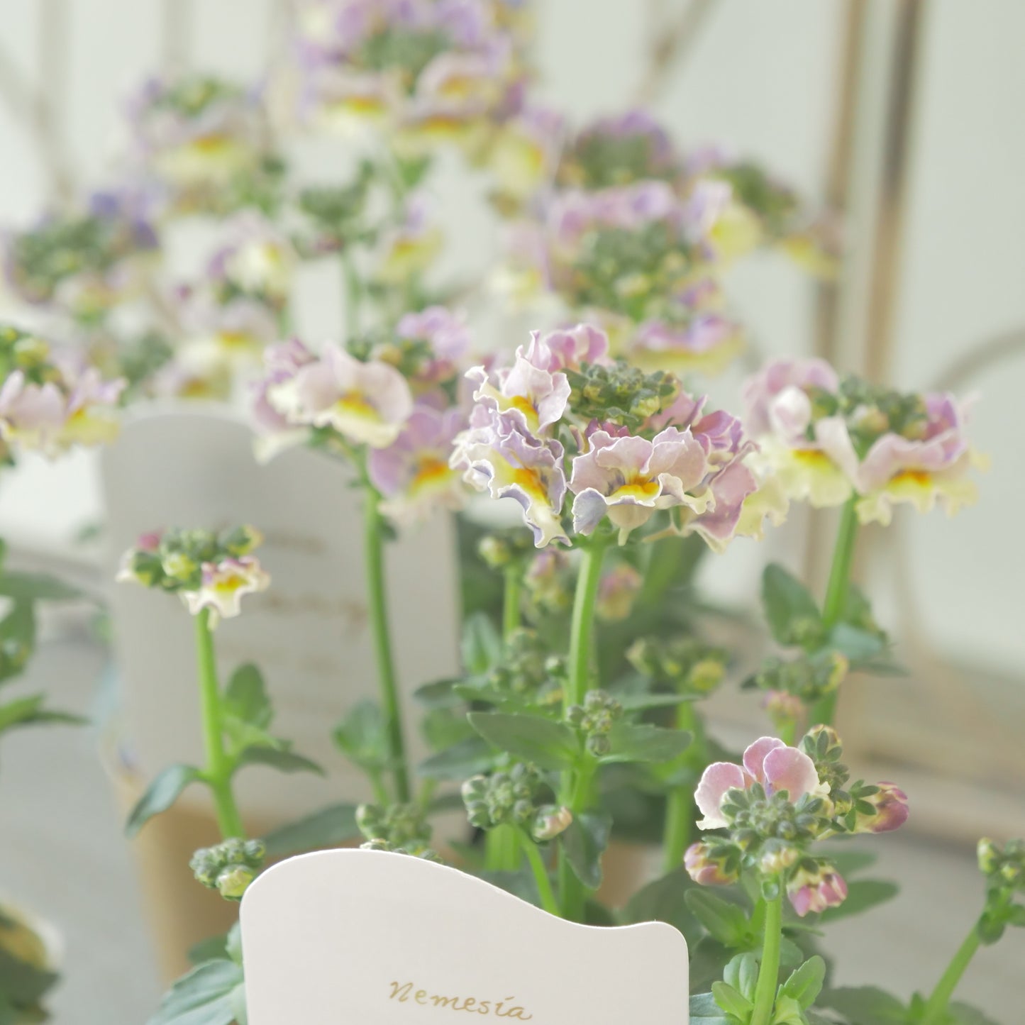 花芳さんのオリジナルネメシア【ピグメントハニー】寄せ植えに使いやすい、2株仕立て