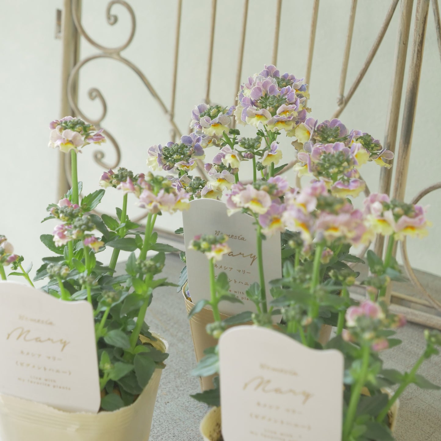 花芳さんのオリジナルネメシア【ピグメントハニー】寄せ植えに使いやすい、2株仕立て