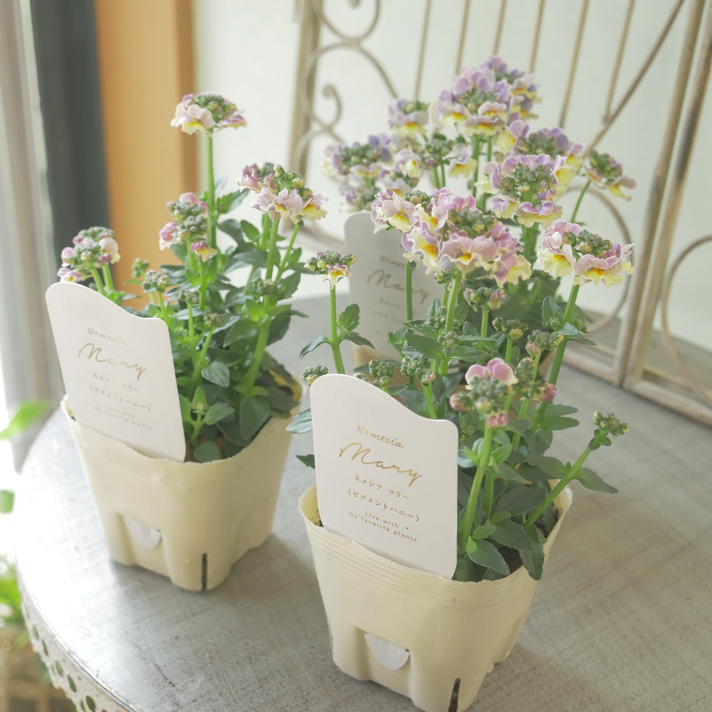 花芳さんのオリジナルネメシア【ピグメントハニー】寄せ植えに使いやすい、2株仕立て