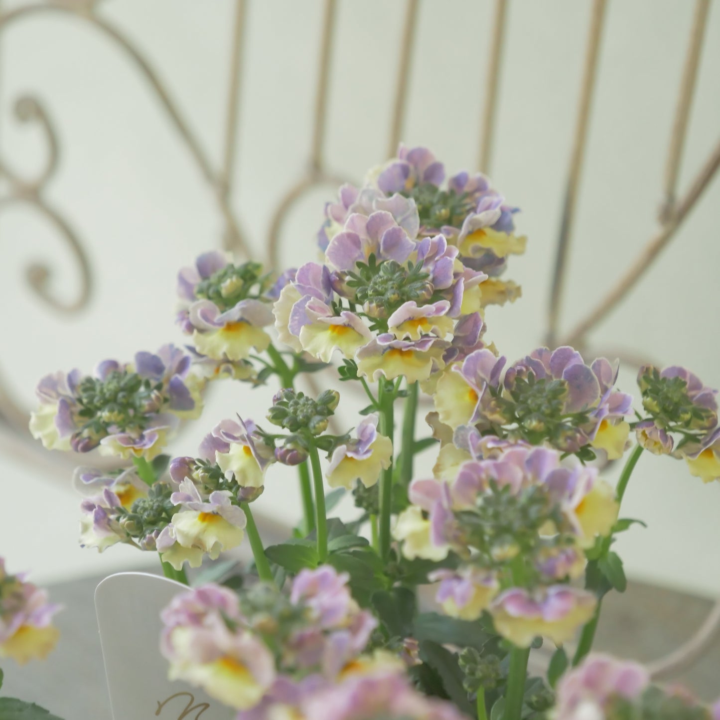 花芳さんのオリジナルネメシア【ピグメントハニー】寄せ植えに使いやすい、2株仕立て