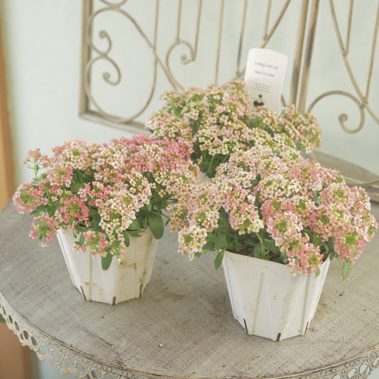 花越セレクション♪アリッサム【アプリコット】 3~4分割可能。