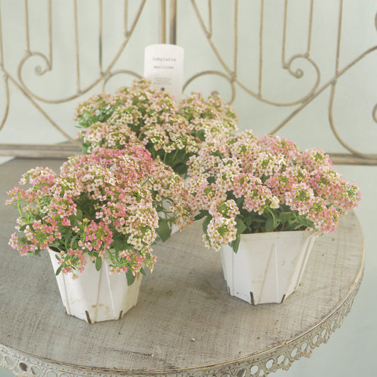 花越セレクション♪アリッサム【アプリコット】 3～４分割可能。