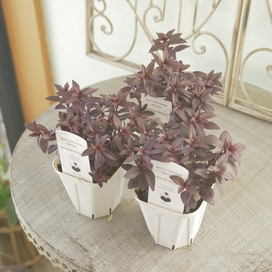 花越セレクション♪キンギョソウ　ブロンズドラゴン　3～4分割できます。