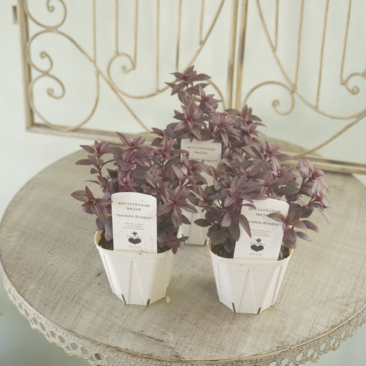 花越セレクション♪キンギョソウ　ブロンズドラゴン　3～4分割できます。