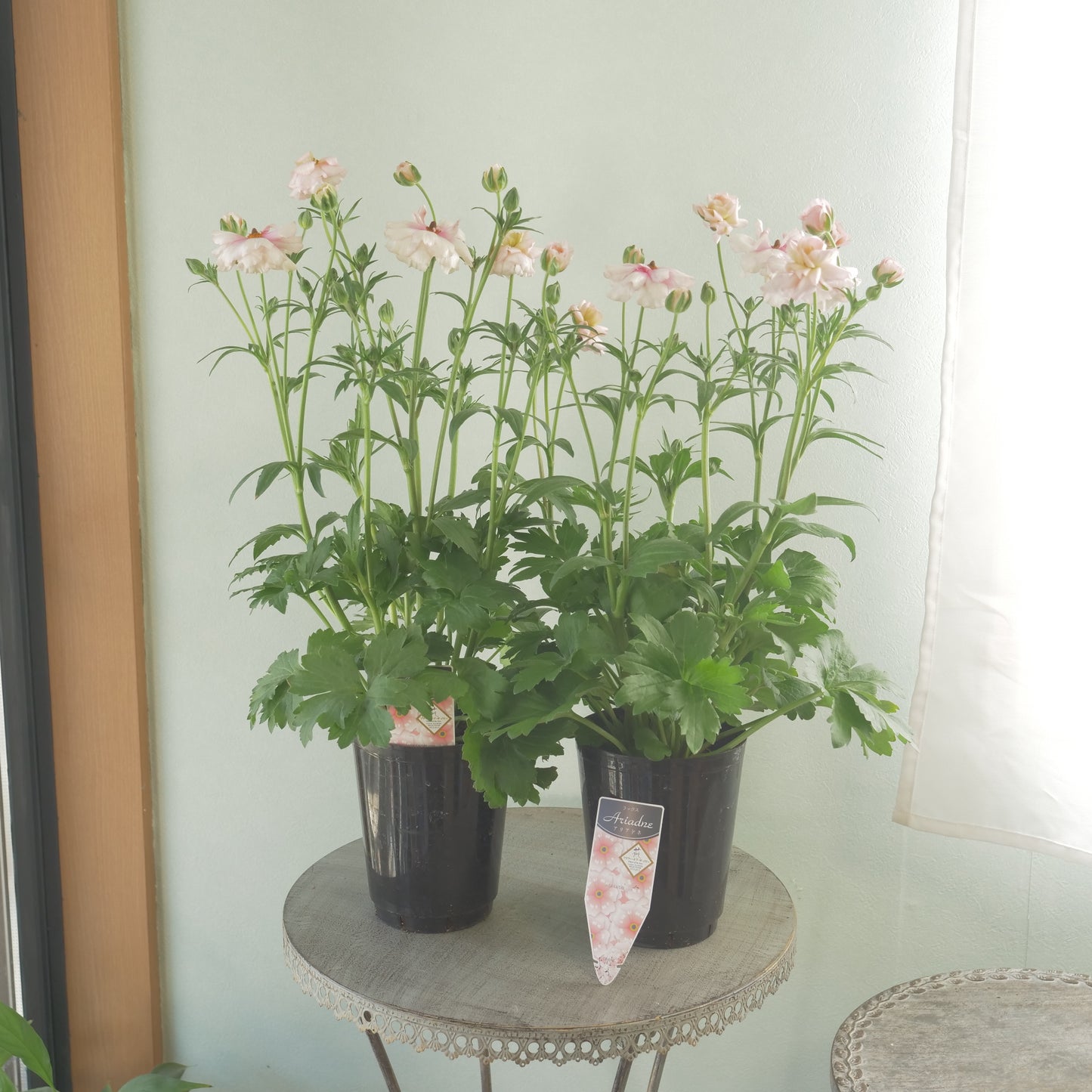 ラナンキュラスラックス【アリアドネ】特大サイズ６号