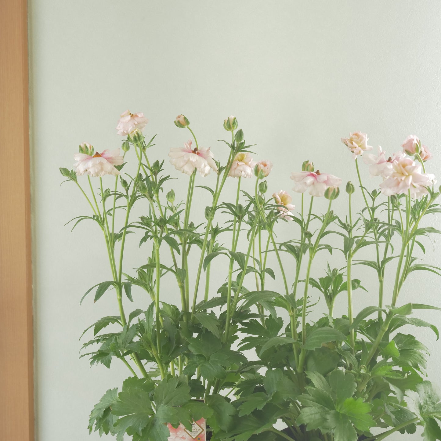 ラナンキュラスラックス【アリアドネ】特大サイズ６号