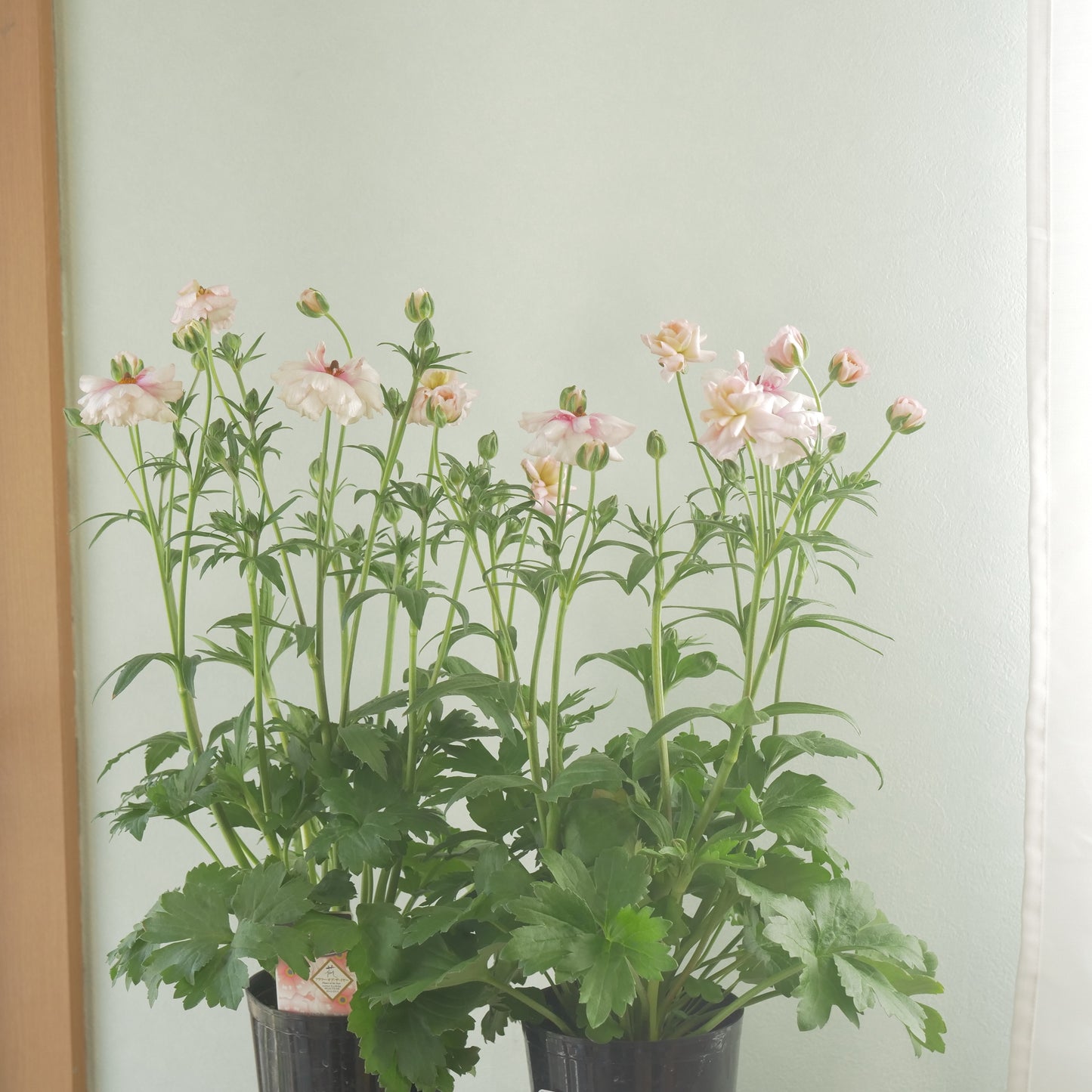 ラナンキュラスラックス【アリアドネ】特大サイズ６号