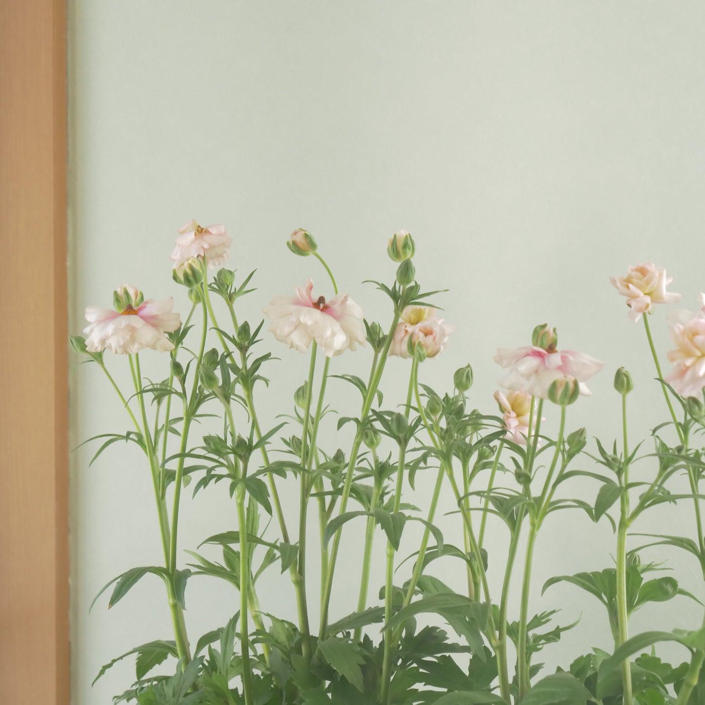 ラナンキュラスラックス【アリアドネ】特大サイズ６号