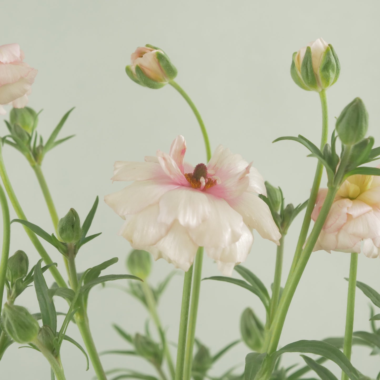 ラナンキュラスラックス【アリアドネ】特大サイズ６号