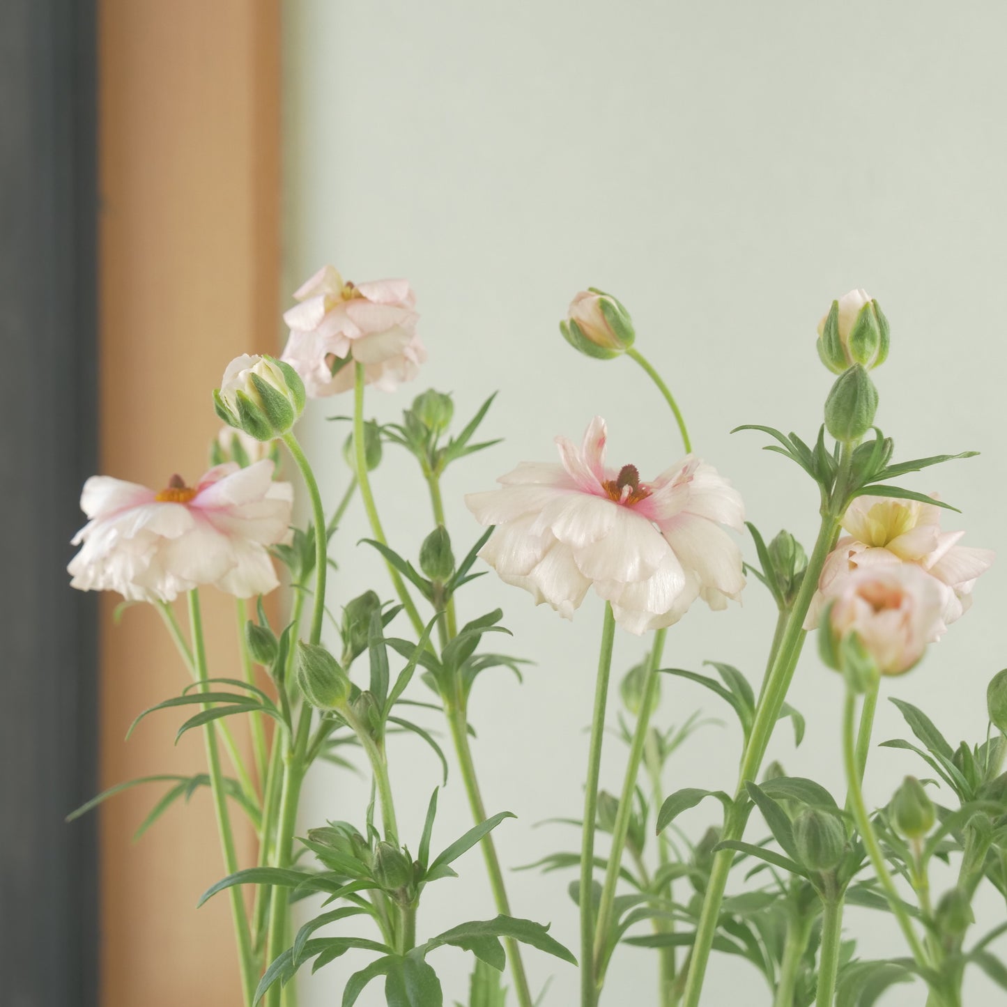 ラナンキュラスラックス【アリアドネ】特大サイズ６号