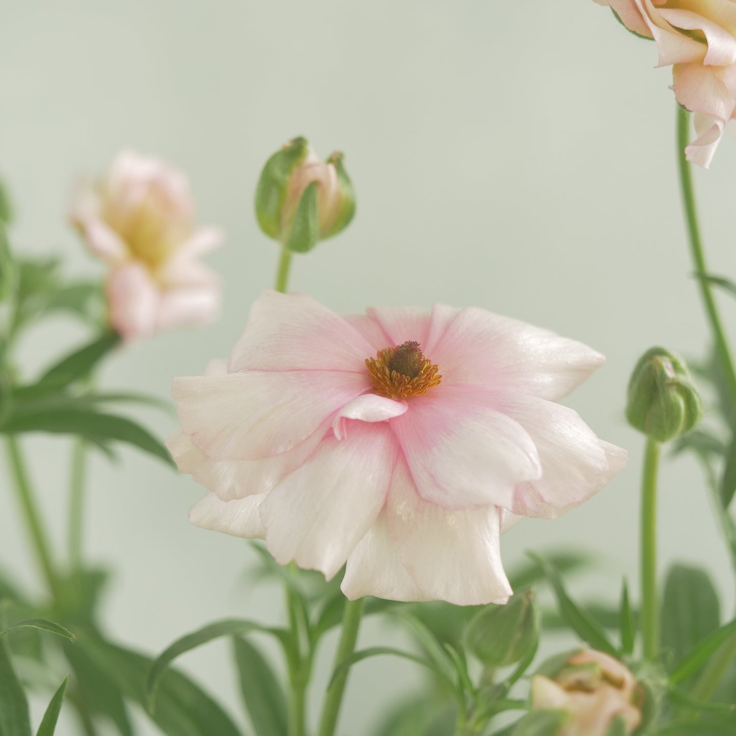 ラナンキュラスラックス【アリアドネ】特大サイズ６号