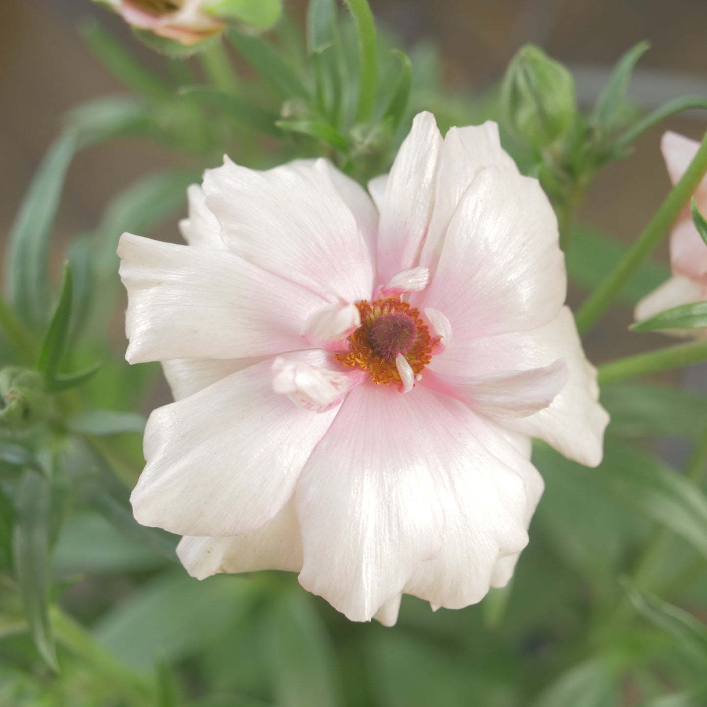 ラナンキュラスラックス【アリアドネ】特大サイズ６号