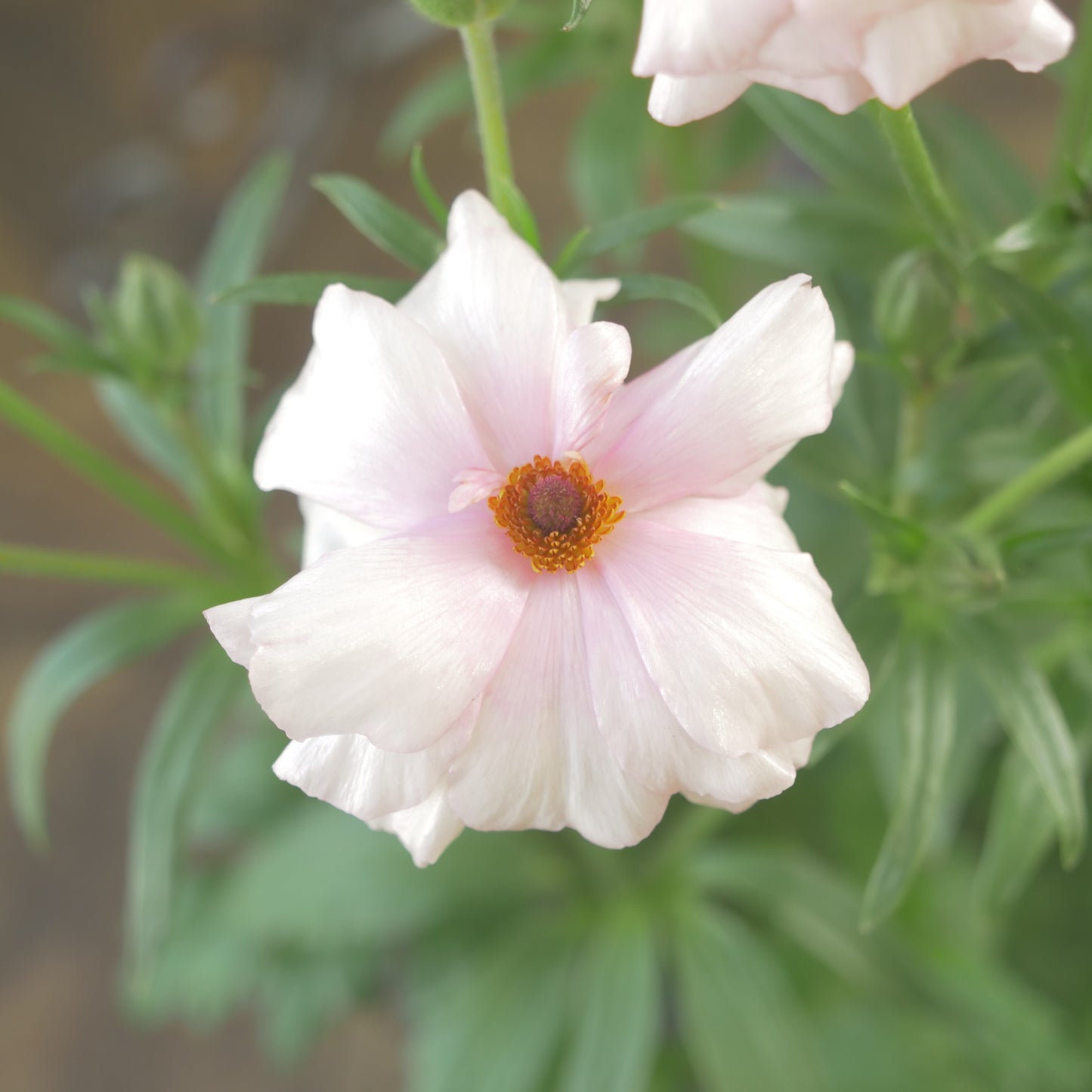 ラナンキュラスラックス【アリアドネ】特大サイズ６号