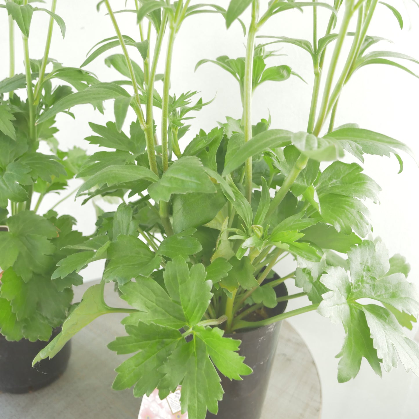 ラナンキュラスラックス【アリアドネ】特大サイズ６号