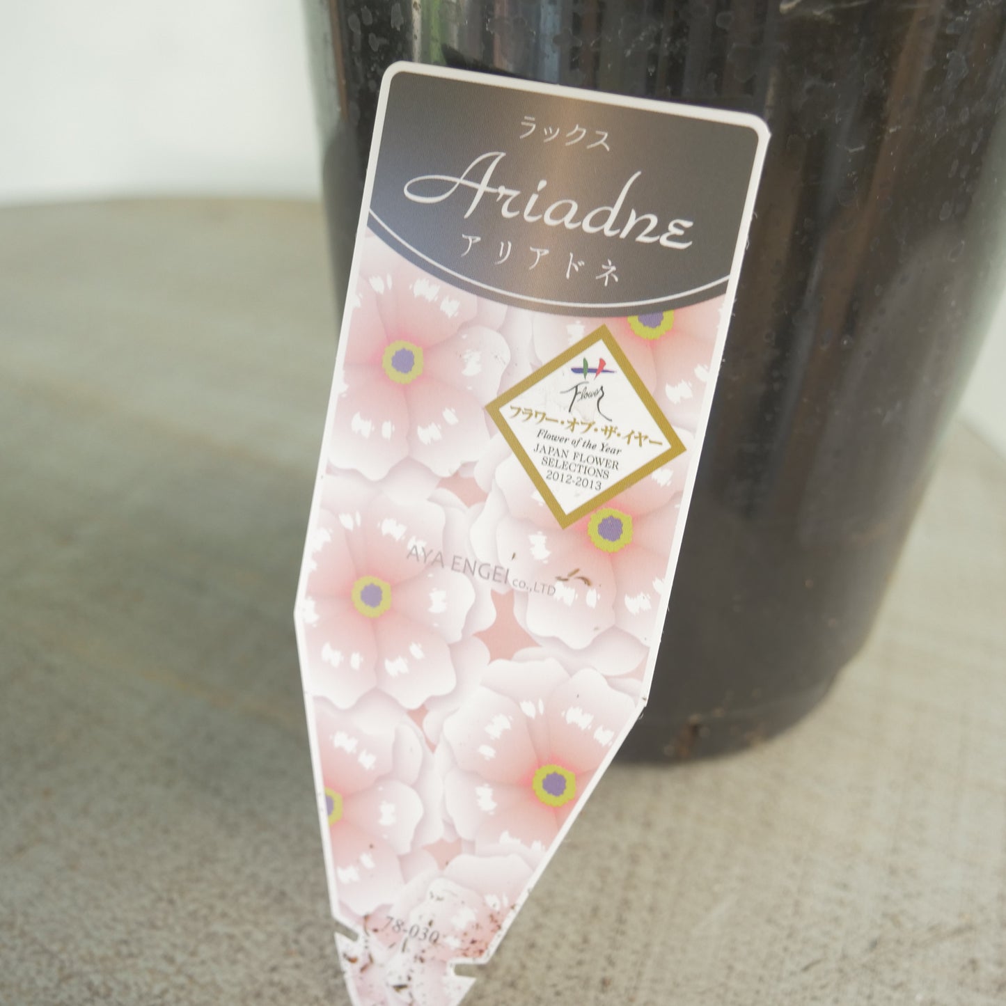 ラナンキュラスラックス【アリアドネ】特大サイズ６号