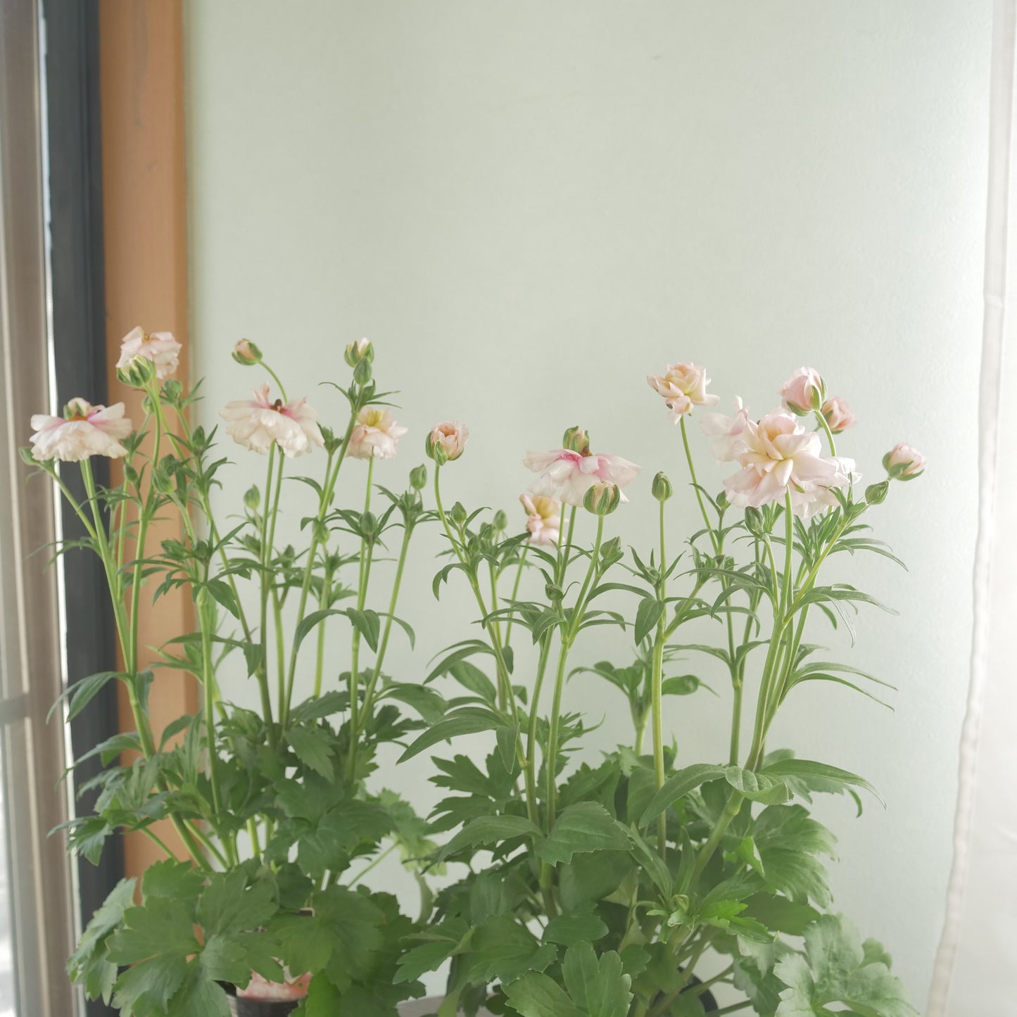 ラナンキュラスラックス【アリアドネ】特大サイズ６号