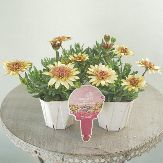 花越セレクション♪オステオスペルマム　マルガリータ　ダブルイエロー