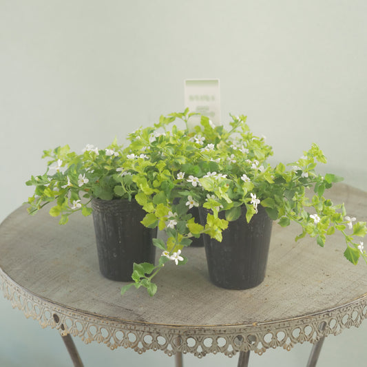 バコパ【バリエガータ】