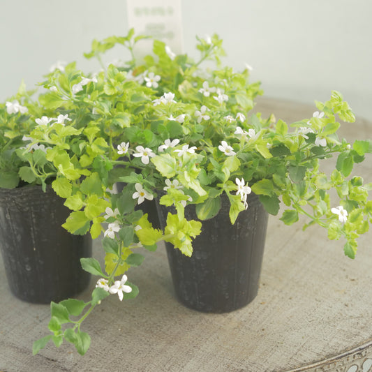 バコパ【バリエガータ】