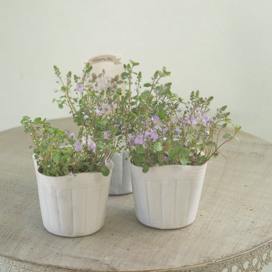 宿根草　ベロニカ　ウォーターペリーブルー