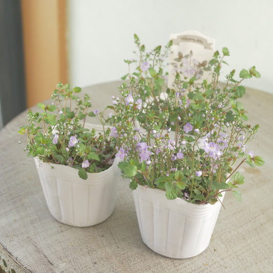 宿根草　ベロニカ　ウォーターペリーブルー