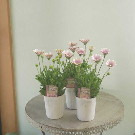 松原園芸さんオリジナル。オステオスペルマム　グレープシェイク