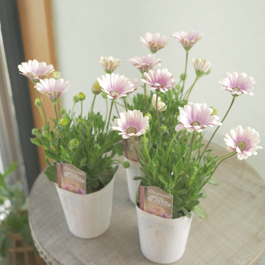 松原園芸さんオリジナル。オステオスペルマム　グレープシェイク