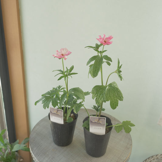 綾園芸さんオリジナル ラナンキュラスラックス【イーシス】