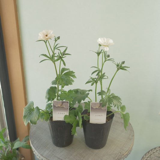 綾園芸さんオリジナル ラナンキュラスラックス【ケラモス】