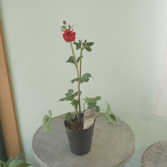 綾園芸さんオリジナル ラナンキュラスラックス【メリッサ】