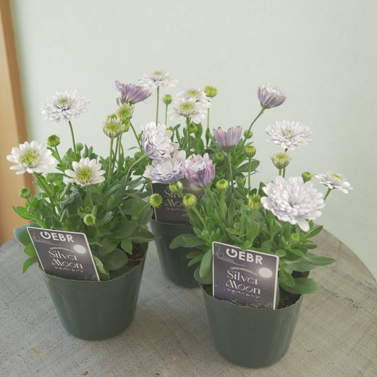 GEBRさんオリジナル　オステオスペルマム　シルバームーン