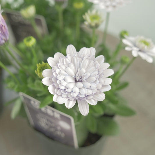 GEBRさんオリジナル　オステオスペルマム　シルバームーン