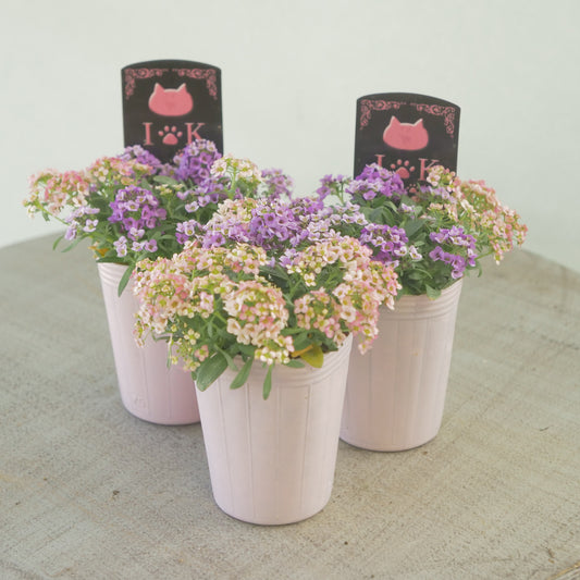 アリッサム　パープル×アプリコット