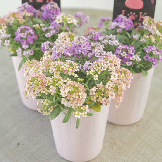 アリッサム　パープル×アプリコット