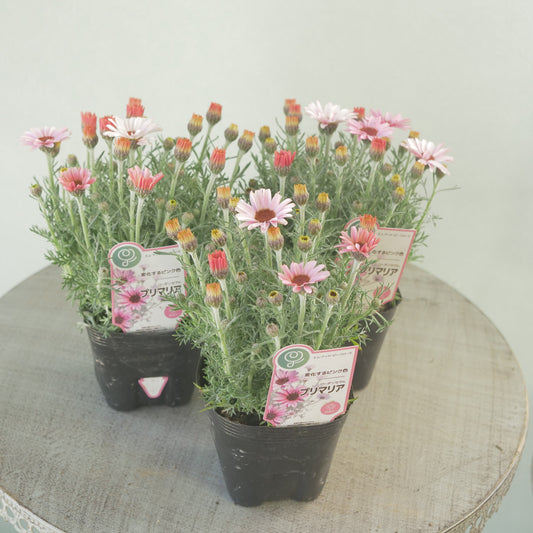 ローダンセマム【プリマリア】淡いピンク色