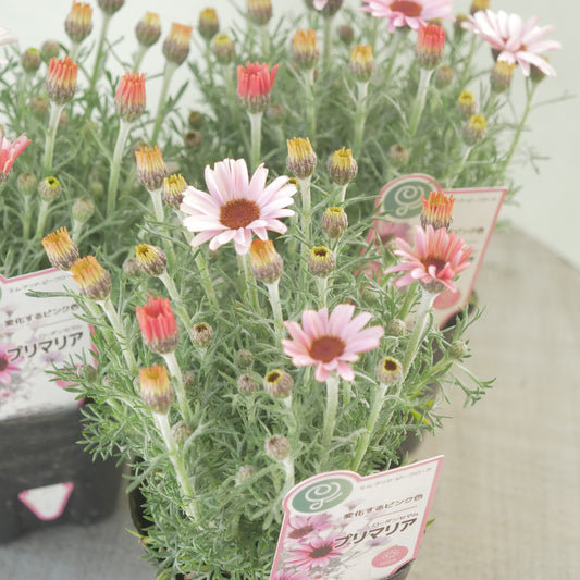 ローダンセマム【プリマリア】淡いピンク色